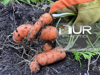 A woman harvests carrots from a vegetable garden in Toronto, Ontario, Canada, on October 12, 2024. (