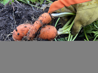 A woman harvests carrots from a vegetable garden in Toronto, Ontario, Canada, on October 12, 2024. (