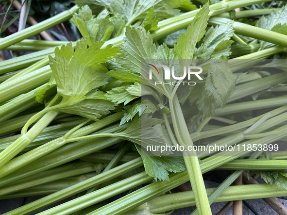 Celery is harvested from a vegetable garden in Toronto, Ontario, Canada, on October 12, 2024. 