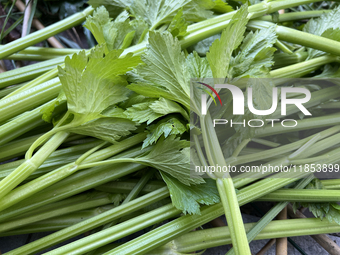 Celery is harvested from a vegetable garden in Toronto, Ontario, Canada, on October 12, 2024. (