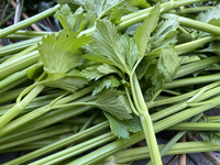 Celery is harvested from a vegetable garden in Toronto, Ontario, Canada, on October 12, 2024. (