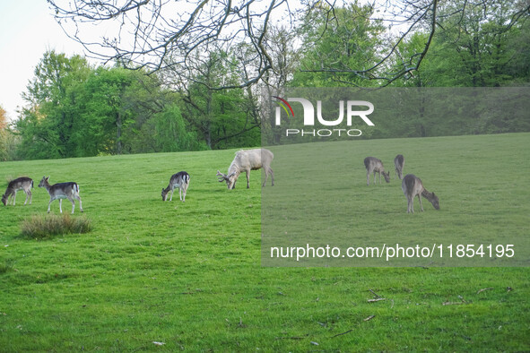 Deer and fallow deer are seen in Kongebro Middelfart, Fyn, Denmark, on May 2, 2024 