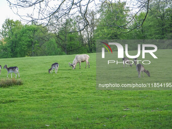 Deer and fallow deer are seen in Kongebro Middelfart, Fyn, Denmark, on May 2, 2024 (