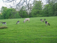 Deer and fallow deer are seen in Kongebro Middelfart, Fyn, Denmark, on May 2, 2024 (