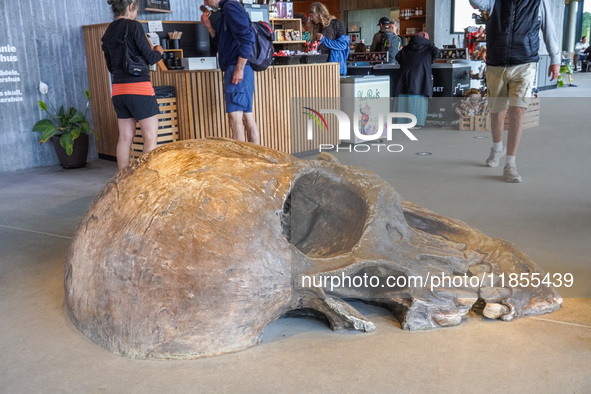 A giant skull is inside the tourist center in the Hammershus Castle ruins area near Hasle, Bornholm Island, Denmark, on August 5, 2024. 