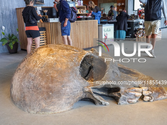 A giant skull is inside the tourist center in the Hammershus Castle ruins area near Hasle, Bornholm Island, Denmark, on August 5, 2024. (