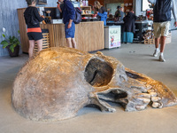 A giant skull is inside the tourist center in the Hammershus Castle ruins area near Hasle, Bornholm Island, Denmark, on August 5, 2024. (