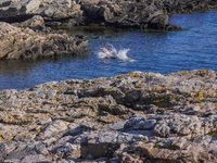 A man takes a dip in the cold waters of the Baltic Sea, jumping from the rocky coast in Gudhjem, Bornholm Island, Denmark, on August 6, 2024...