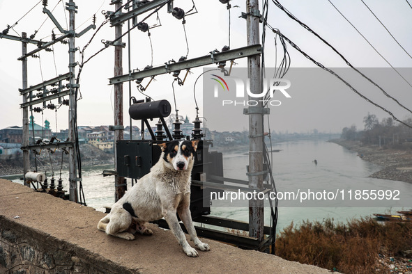 A dog sits near an electricity transformer on a cold day in Sopore, Jammu and Kashmir, India, on December 11, 2024. 