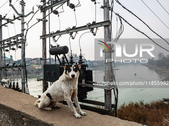 A dog sits near an electricity transformer on a cold day in Sopore, Jammu and Kashmir, India, on December 11, 2024. (