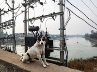 A dog sits near an electricity transformer on a cold day in Sopore, Jammu and Kashmir, India, on December 11, 2024. (