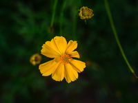 Cosmos Sulphureus Is A Species Of Flowering Plant In The Sunflower Family Asteraceae, Also Known As Sulfur Cosmos And Yellow Cosmos. It Is N...