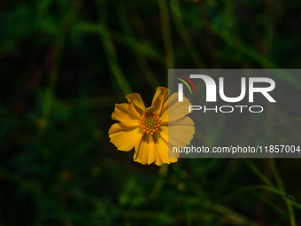 Cosmos Sulphureus Is A Species Of Flowering Plant In The Sunflower Family Asteraceae, Also Known As Sulfur Cosmos And Yellow Cosmos. It Is N...