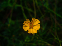 Cosmos Sulphureus Is A Species Of Flowering Plant In The Sunflower Family Asteraceae, Also Known As Sulfur Cosmos And Yellow Cosmos. It Is N...