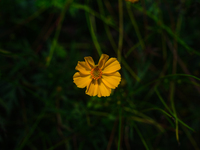 Cosmos Sulphureus Is A Species Of Flowering Plant In The Sunflower Family Asteraceae, Also Known As Sulfur Cosmos And Yellow Cosmos. It Is N...