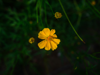 Cosmos Sulphureus Is A Species Of Flowering Plant In The Sunflower Family Asteraceae, Also Known As Sulfur Cosmos And Yellow Cosmos. It Is N...