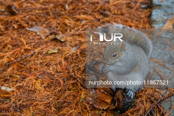 A squirrel gathers food on the grounds of St. James's Park, in London, United Kingdom, on December 7, 2024. 