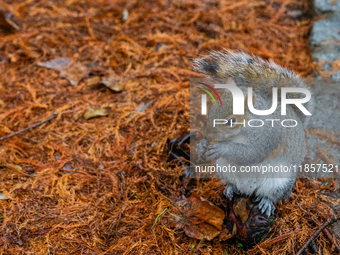 A squirrel gathers food on the grounds of St. James's Park, in London, United Kingdom, on December 7, 2024. (