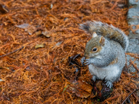 A squirrel gathers food on the grounds of St. James's Park, in London, United Kingdom, on December 7, 2024. (