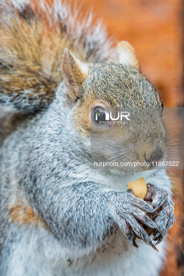 A squirrel gathers food on the grounds of St. James's Park, in London, United Kingdom, on December 7, 2024. 