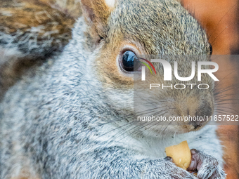 A squirrel gathers food on the grounds of St. James's Park, in London, United Kingdom, on December 7, 2024. (