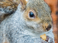 A squirrel gathers food on the grounds of St. James's Park, in London, United Kingdom, on December 7, 2024. (