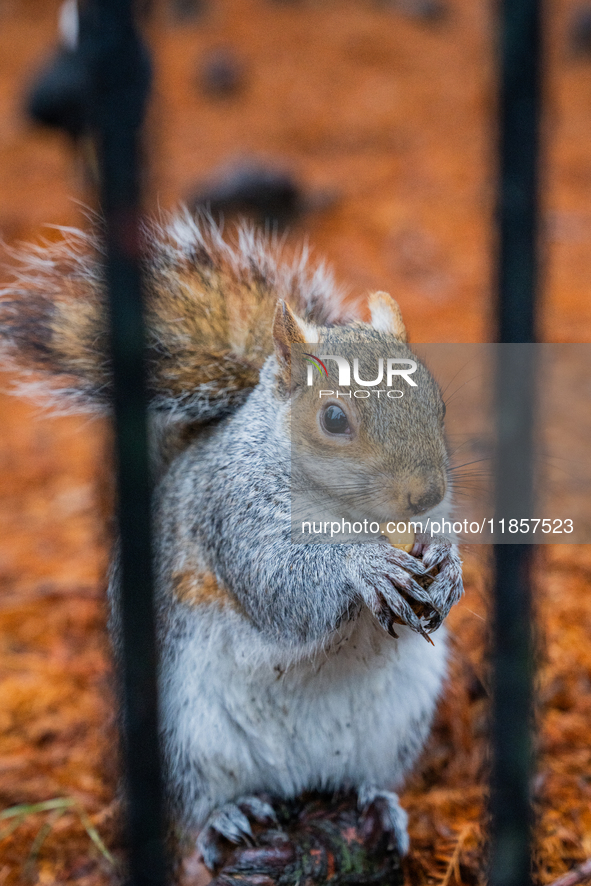 A squirrel gathers food on the grounds of St. James's Park, in London, United Kingdom, on December 7, 2024. 