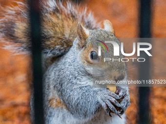 A squirrel gathers food on the grounds of St. James's Park, in London, United Kingdom, on December 7, 2024. (