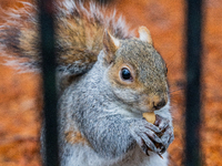 A squirrel gathers food on the grounds of St. James's Park, in London, United Kingdom, on December 7, 2024. (