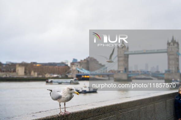 A seagull stands by the Thames River with Tower Bridge in the background, in London, United Kingdom, on December 8, 2024 