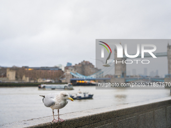 A seagull stands by the Thames River with Tower Bridge in the background, in London, United Kingdom, on December 8, 2024 (