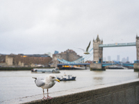 A seagull stands by the Thames River with Tower Bridge in the background, in London, United Kingdom, on December 8, 2024 (