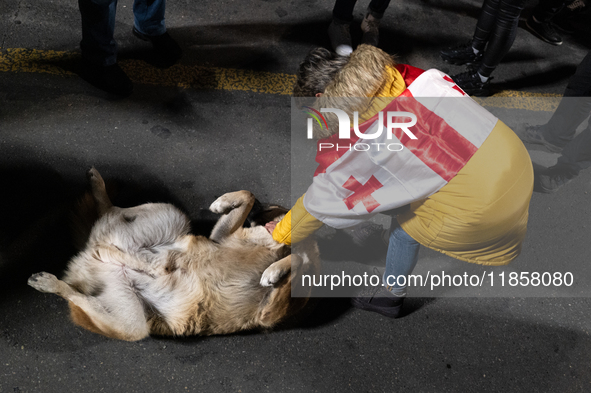 A demonstrator wearing a Georgian flag pets a puppy during a protest against the government's postponement of European Union accession talks...