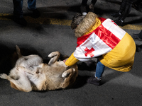 A demonstrator wearing a Georgian flag pets a puppy during a protest against the government's postponement of European Union accession talks...