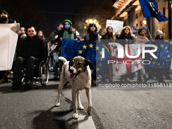 Georgia pro-Europe demonstrators hold Georgian and European flags with a dog in front during a protest against the government's postponement...