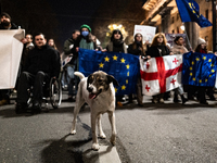 Georgia pro-Europe demonstrators hold Georgian and European flags with a dog in front during a protest against the government's postponement...