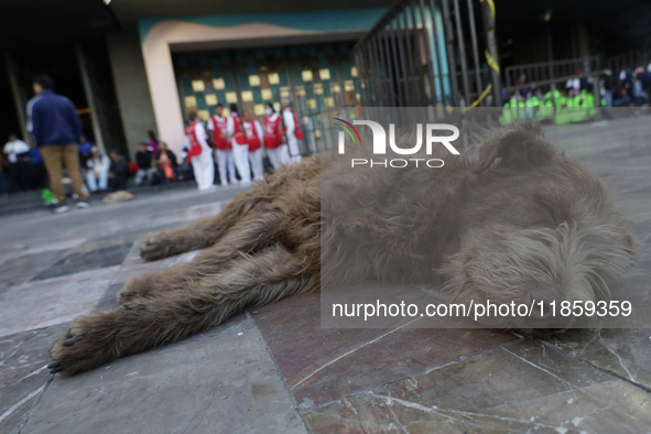 An exhausted dog rests outside the Basilica of Guadalupe in Mexico City, Mexico, on December 11, 2024, during the celebration of the Day of...