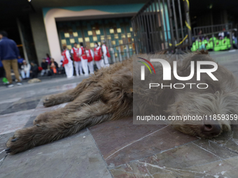 An exhausted dog rests outside the Basilica of Guadalupe in Mexico City, Mexico, on December 11, 2024, during the celebration of the Day of...