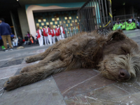 An exhausted dog rests outside the Basilica of Guadalupe in Mexico City, Mexico, on December 11, 2024, during the celebration of the Day of...