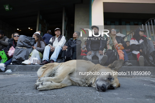 An exhausted dog rests outside the Basilica of Guadalupe in Mexico City, Mexico, on December 11, 2024, during the celebration of the Day of...