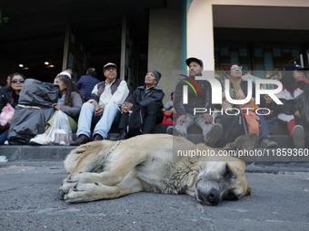 An exhausted dog rests outside the Basilica of Guadalupe in Mexico City, Mexico, on December 11, 2024, during the celebration of the Day of...