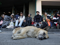 An exhausted dog rests outside the Basilica of Guadalupe in Mexico City, Mexico, on December 11, 2024, during the celebration of the Day of...