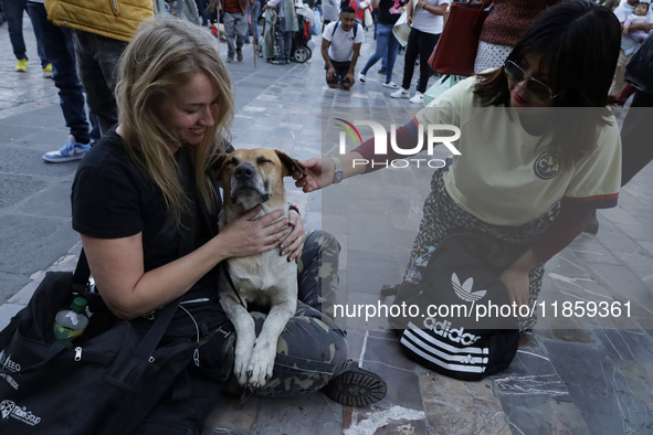 An exhausted dog rests outside the Basilica of Guadalupe in Mexico City, Mexico, on December 11, 2024, during the celebration of the Day of...