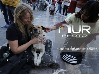 An exhausted dog rests outside the Basilica of Guadalupe in Mexico City, Mexico, on December 11, 2024, during the celebration of the Day of...