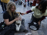 An exhausted dog rests outside the Basilica of Guadalupe in Mexico City, Mexico, on December 11, 2024, during the celebration of the Day of...