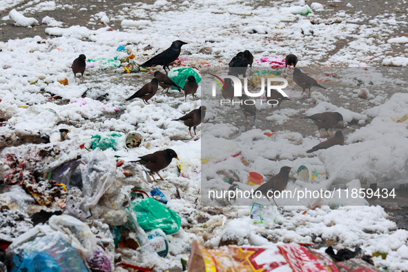 Birds search for food after the season's first snowfall in the plains in Sopore, Jammu and Kashmir, India, on December 12, 2024. 