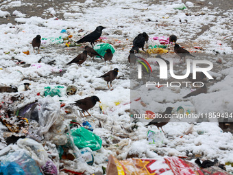 Birds search for food after the season's first snowfall in the plains in Sopore, Jammu and Kashmir, India, on December 12, 2024. (