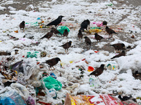 Birds search for food after the season's first snowfall in the plains in Sopore, Jammu and Kashmir, India, on December 12, 2024. (