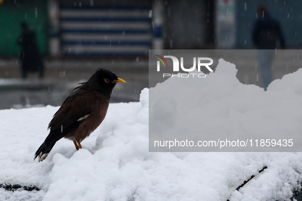 Birds search for food after the season's first snowfall in the plains in Sopore, Jammu and Kashmir, India, on December 12, 2024. 