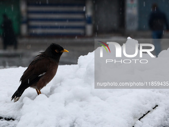 Birds search for food after the season's first snowfall in the plains in Sopore, Jammu and Kashmir, India, on December 12, 2024. (